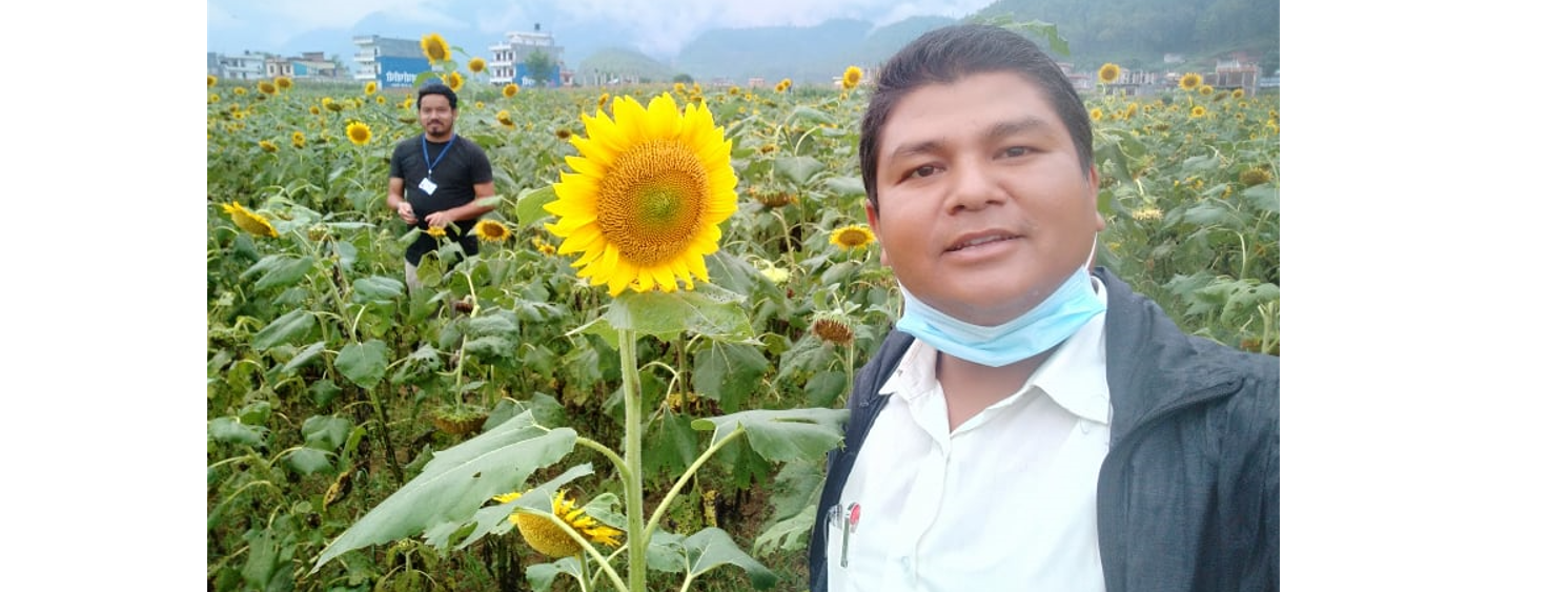 Sunflower in Rampur